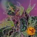 Ayahuasca Purple - Barney's Farm
